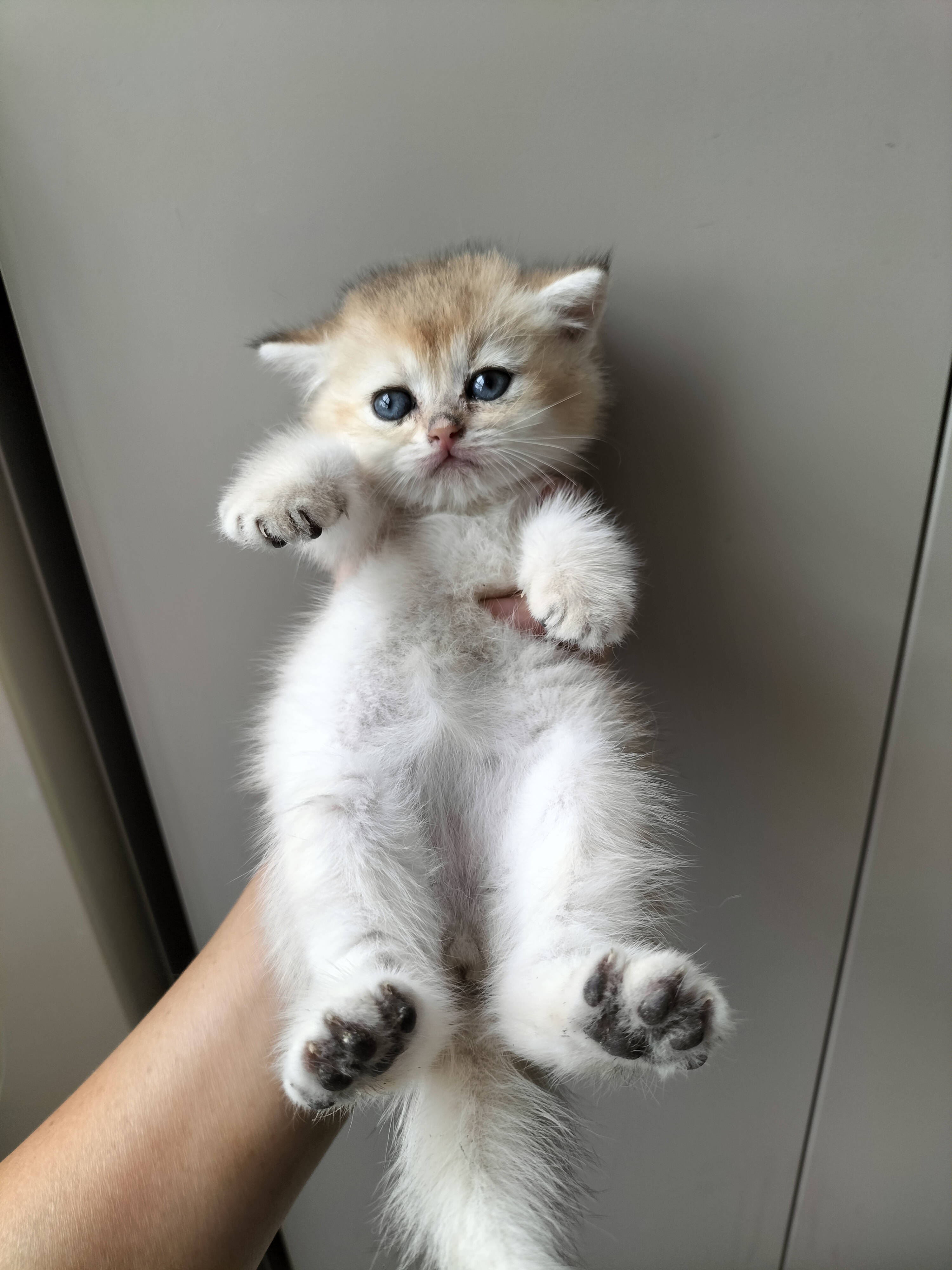 英国短毛猫